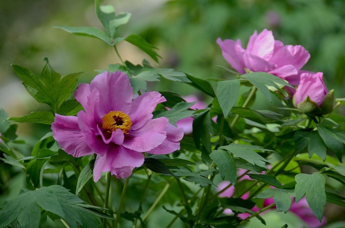国家植物园-----牡 丹 花