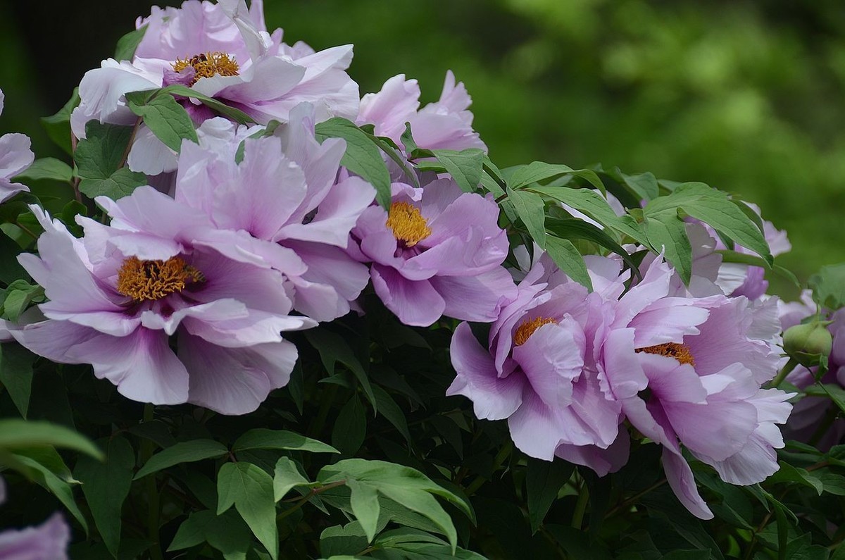 国家植物园-----牡 丹 花