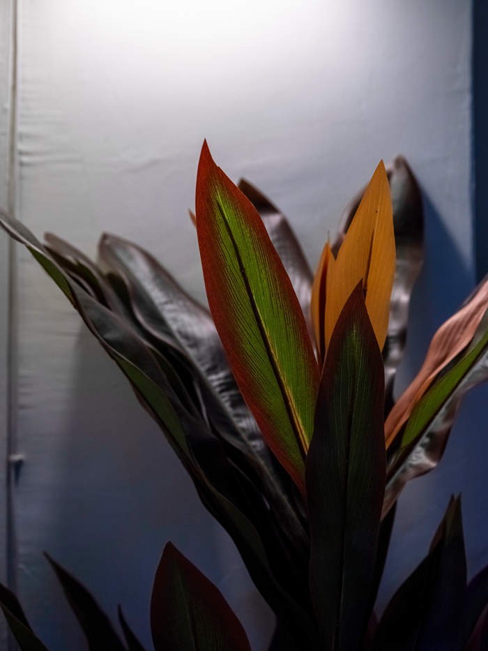 GFX50Sii+GF 45-100 F4.0 ( 试高感-防抖-手持拍摄 )