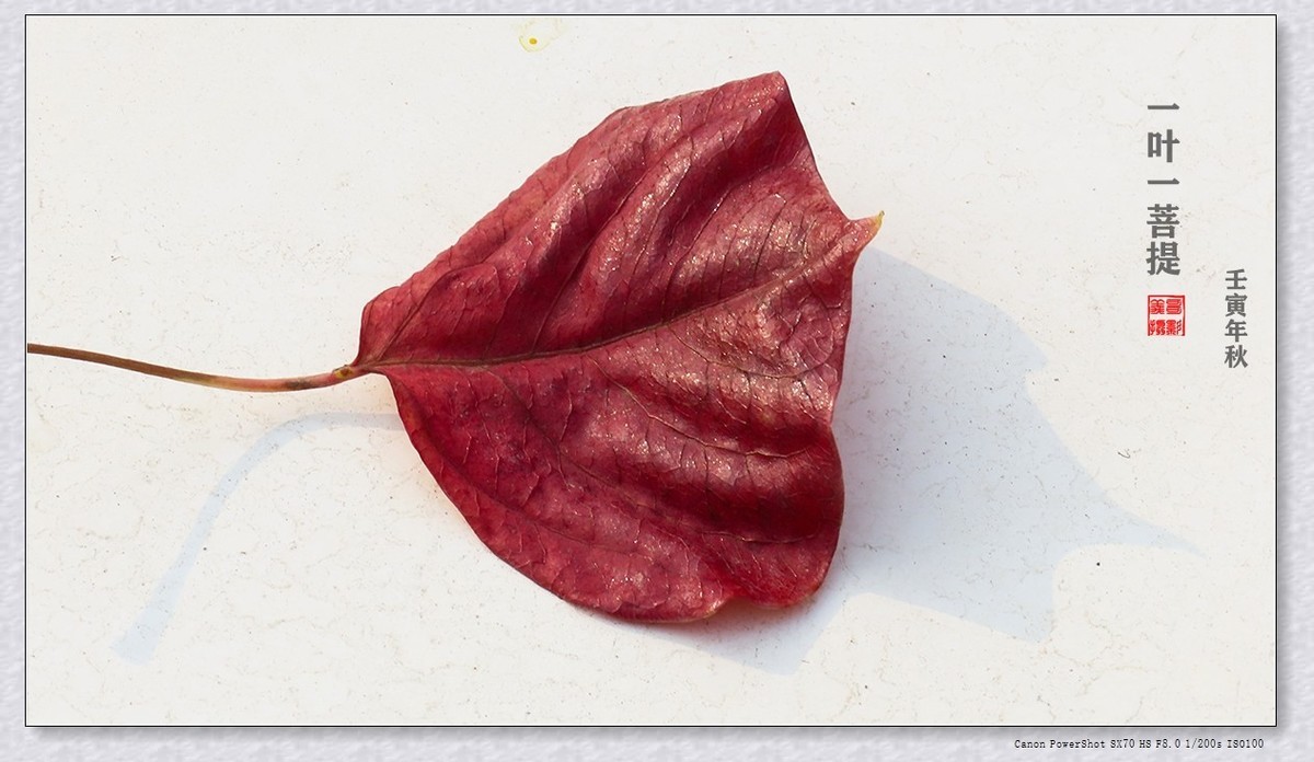#遇见最美秋叶#----一叶一菩提