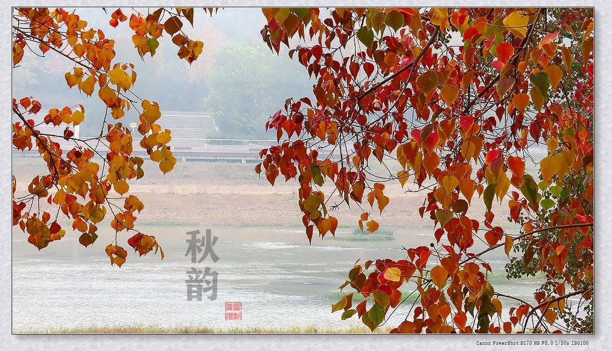 #遇见最美秋叶#----一叶一菩提