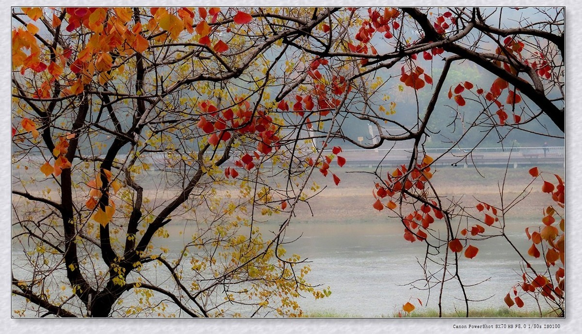 #遇见最美秋叶#----一叶一菩提