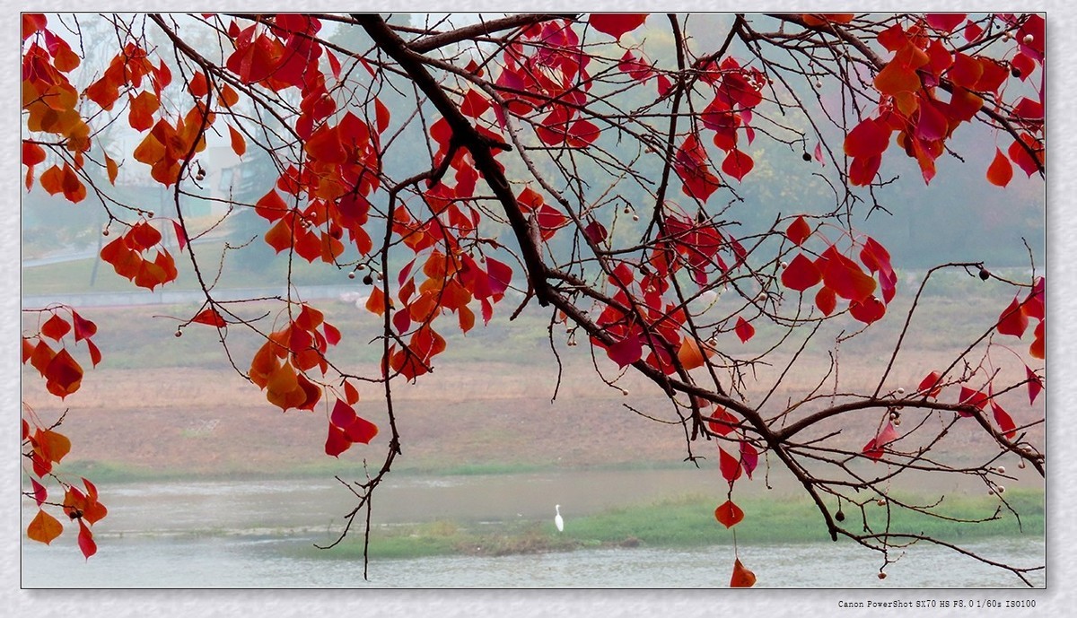 #遇见最美秋叶#----一叶一菩提