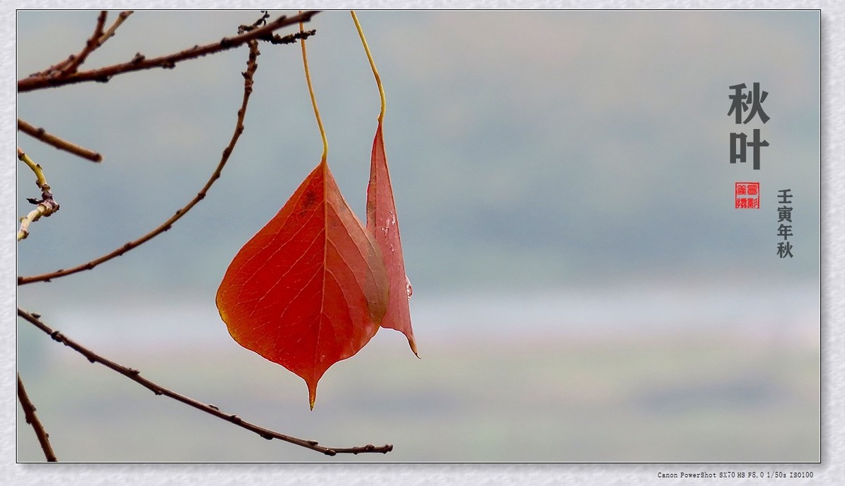 #遇见最美秋叶#----一叶一菩提