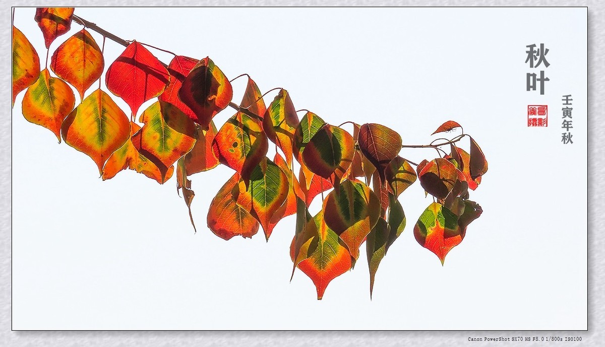 #遇见最美秋叶#----一叶一菩提