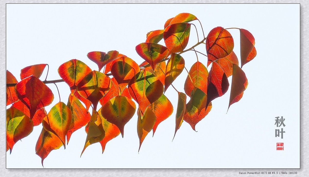 #遇见最美秋叶#----一叶一菩提