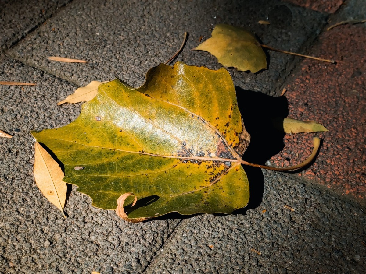 #留住美丽秋天#