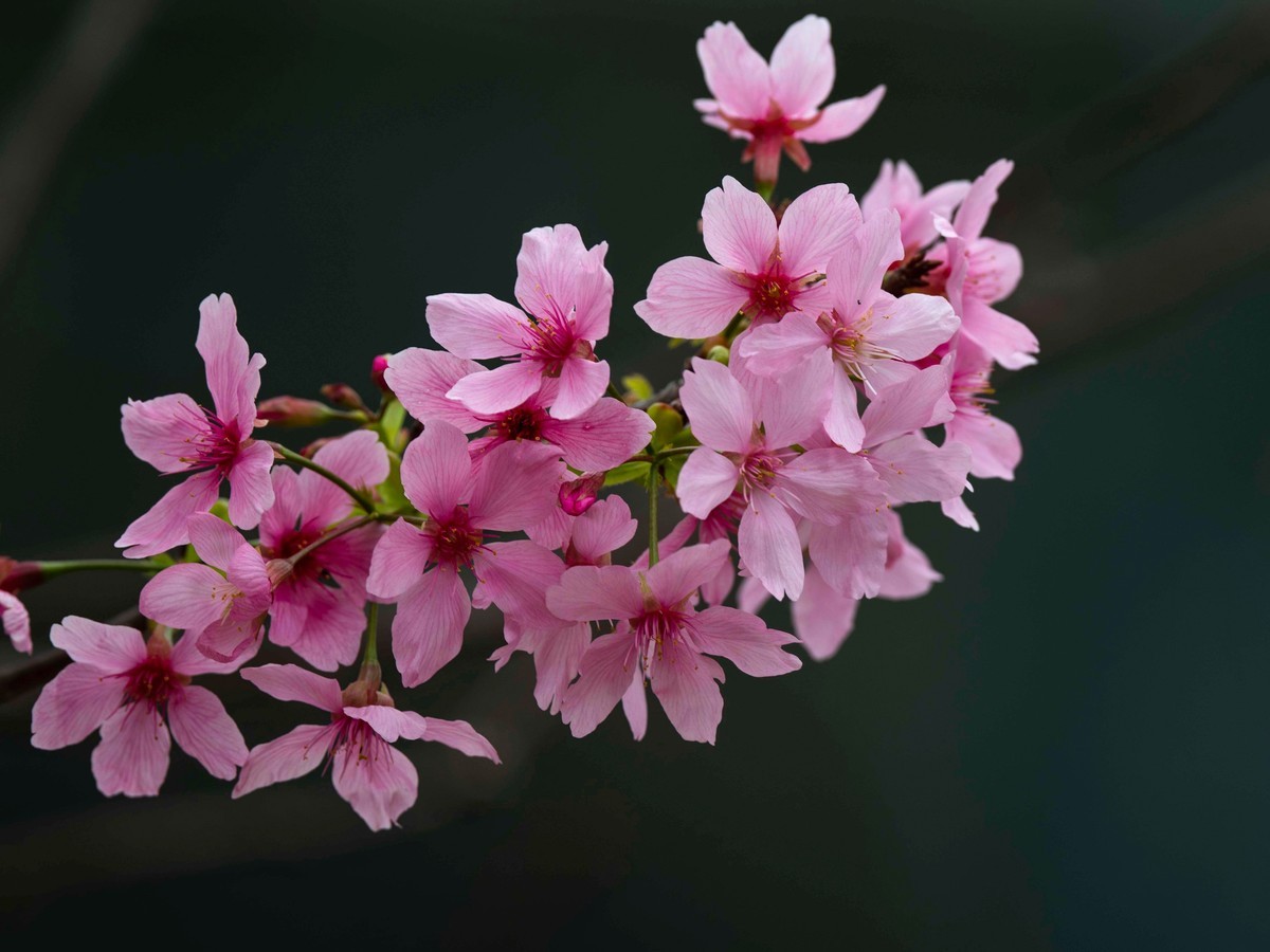春花随拍