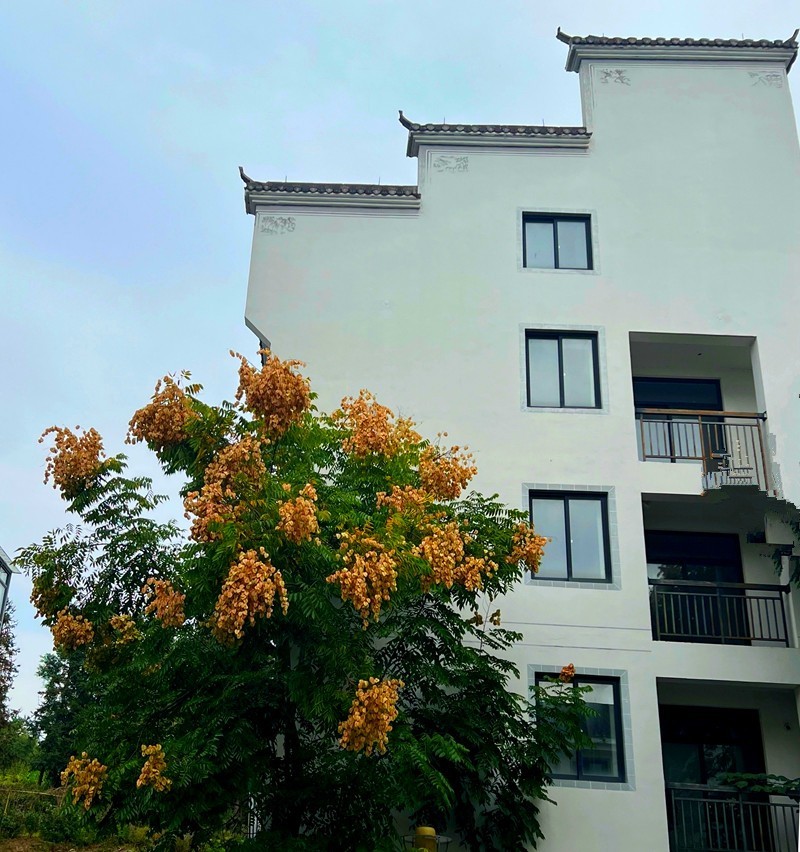 《不老松：纪实摄影》手机片：西递景！ (4)世界遗产！