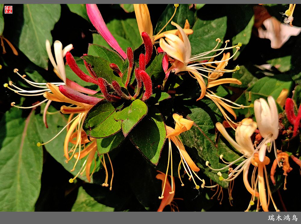 【2023之花季】华丽转身的金银花