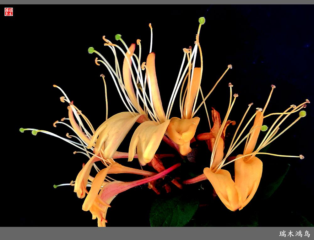 【2023之花季】华丽转身的金银花