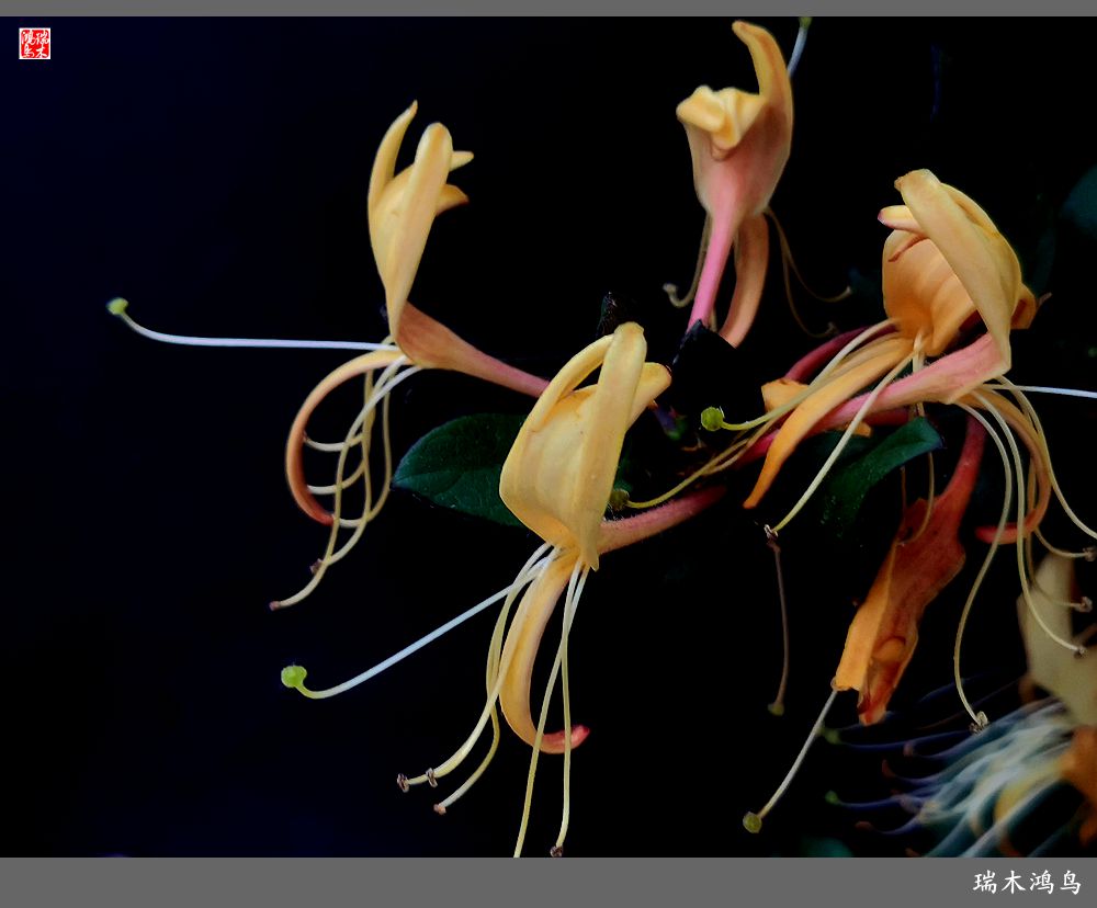 【2023之花季】华丽转身的金银花