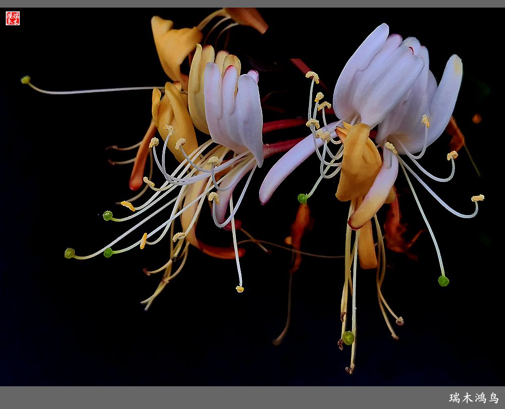 【2023之花季】华丽转身的金银花