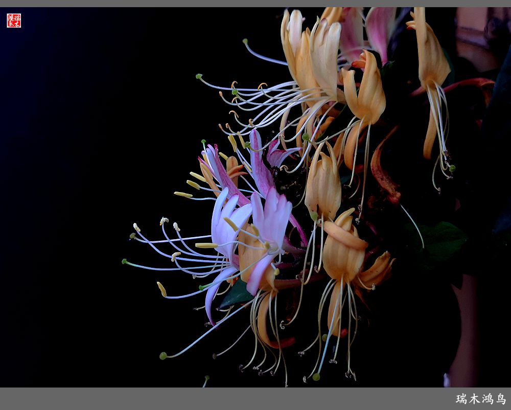 【2023之花季】华丽转身的金银花