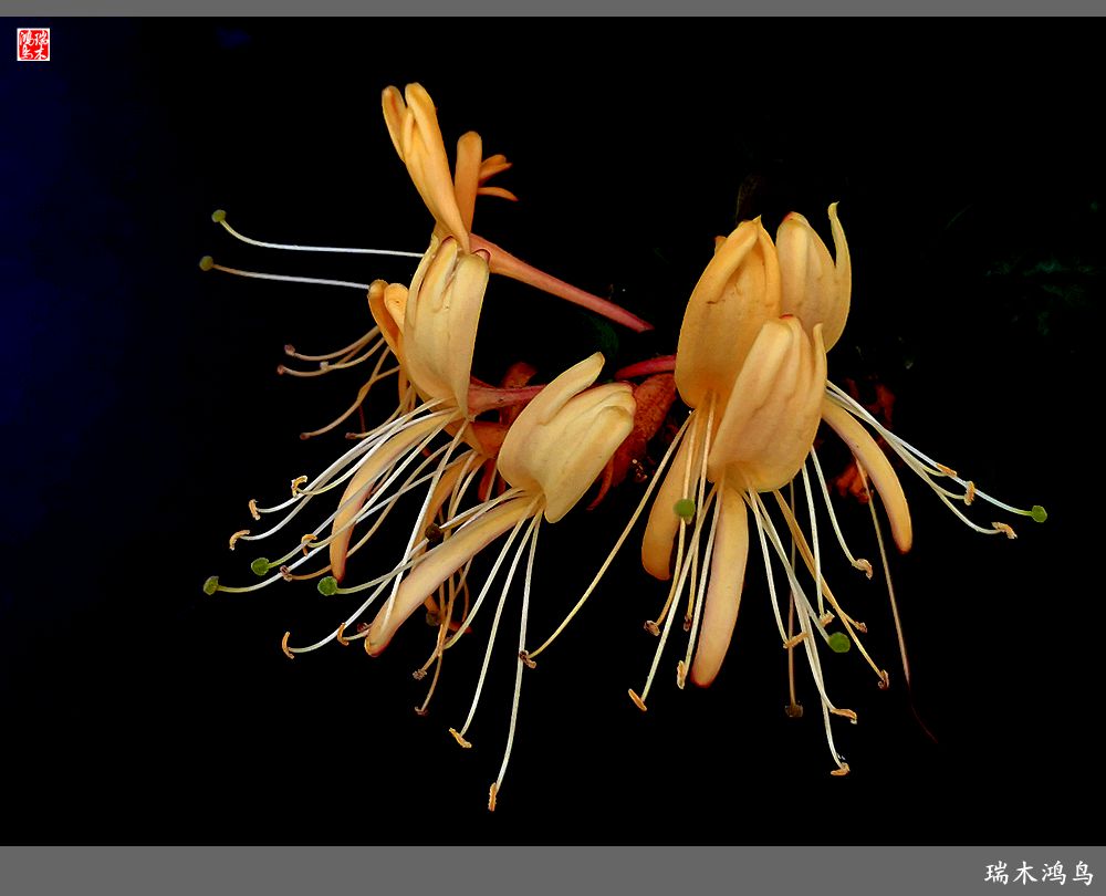 【2023之花季】华丽转身的金银花