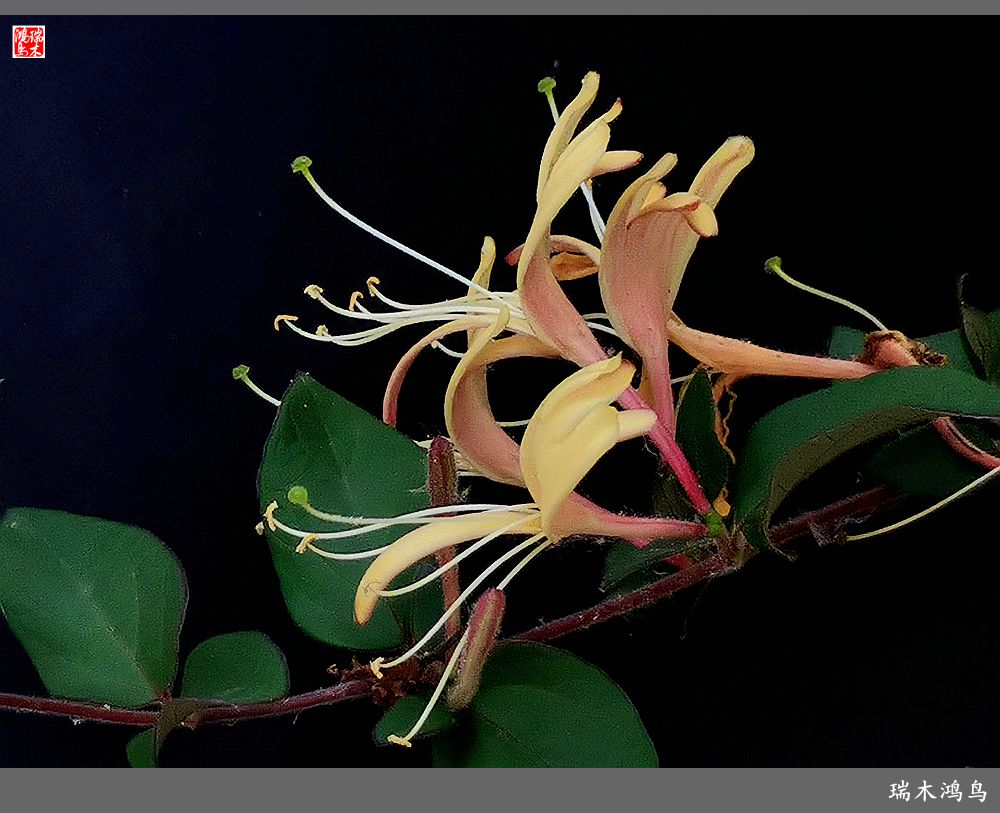 【2023之花季】华丽转身的金银花