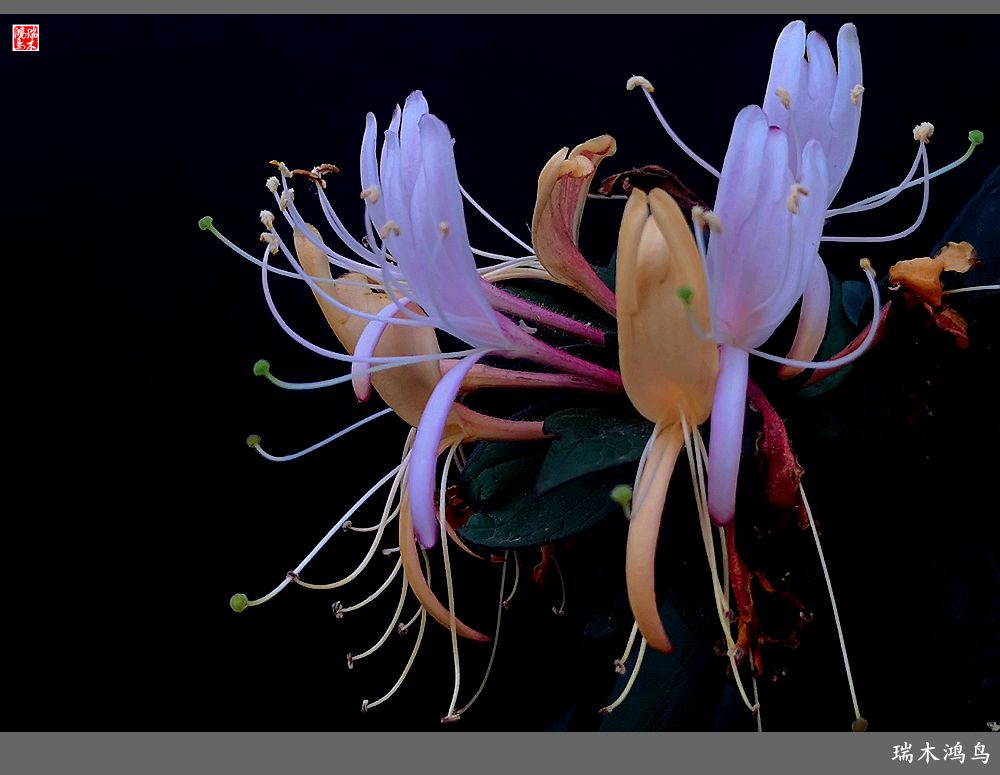 【2023之花季】华丽转身的金银花