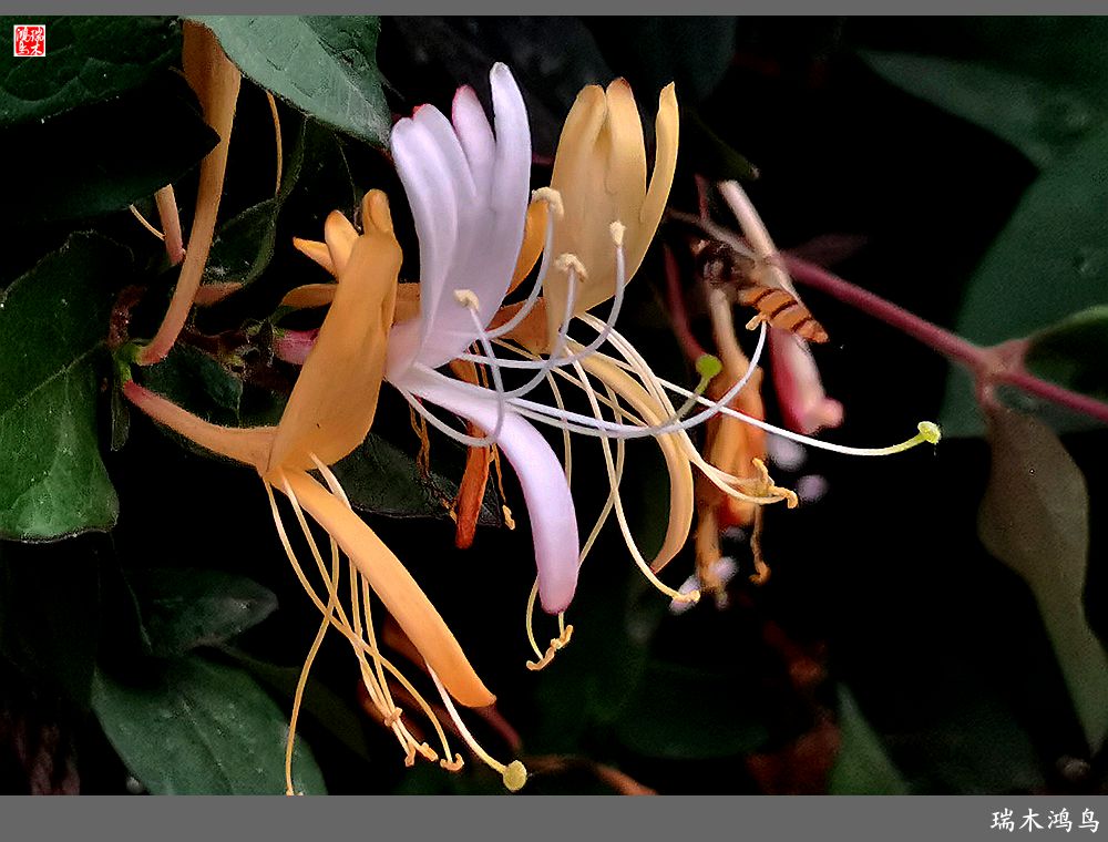 【2023之花季】华丽转身的金银花