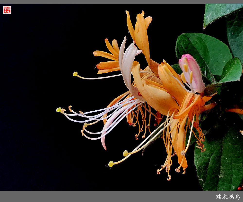 【2023之花季】华丽转身的金银花