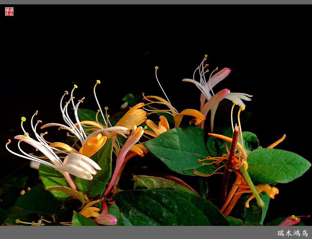 【2023之花季】华丽转身的金银花