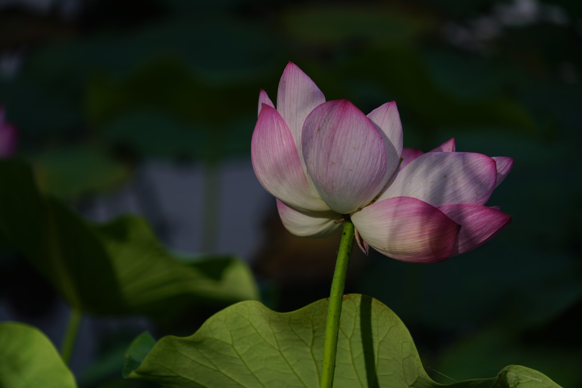 荷花2024