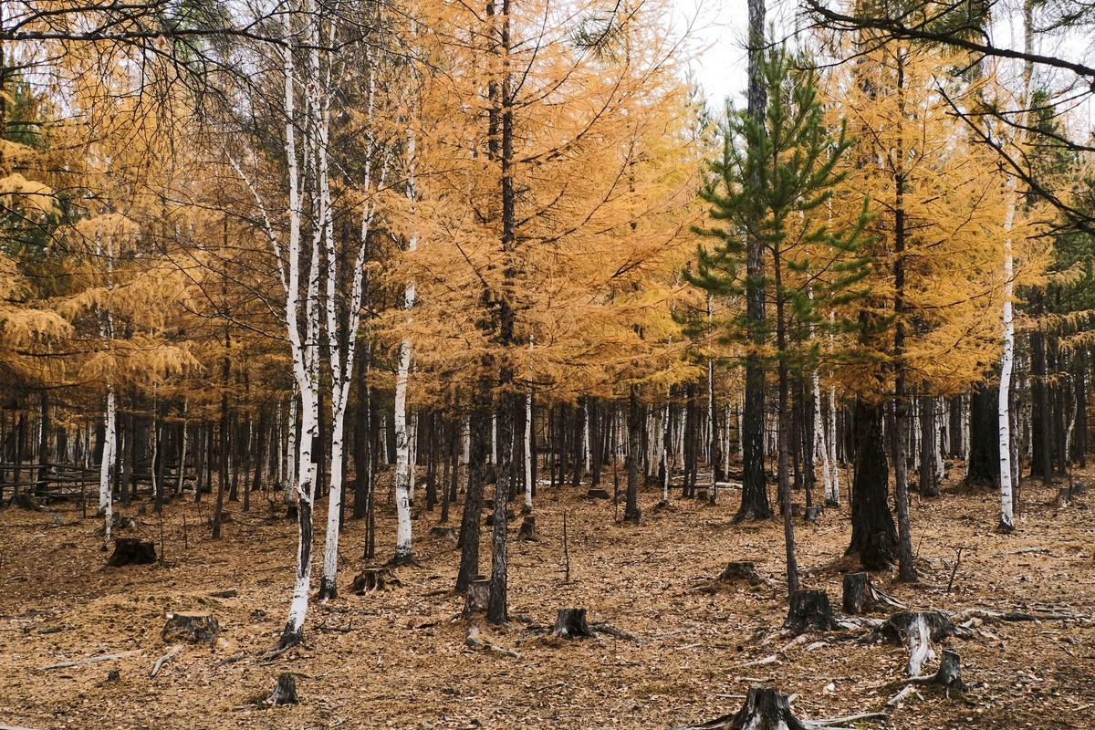 秋天的景色（二）