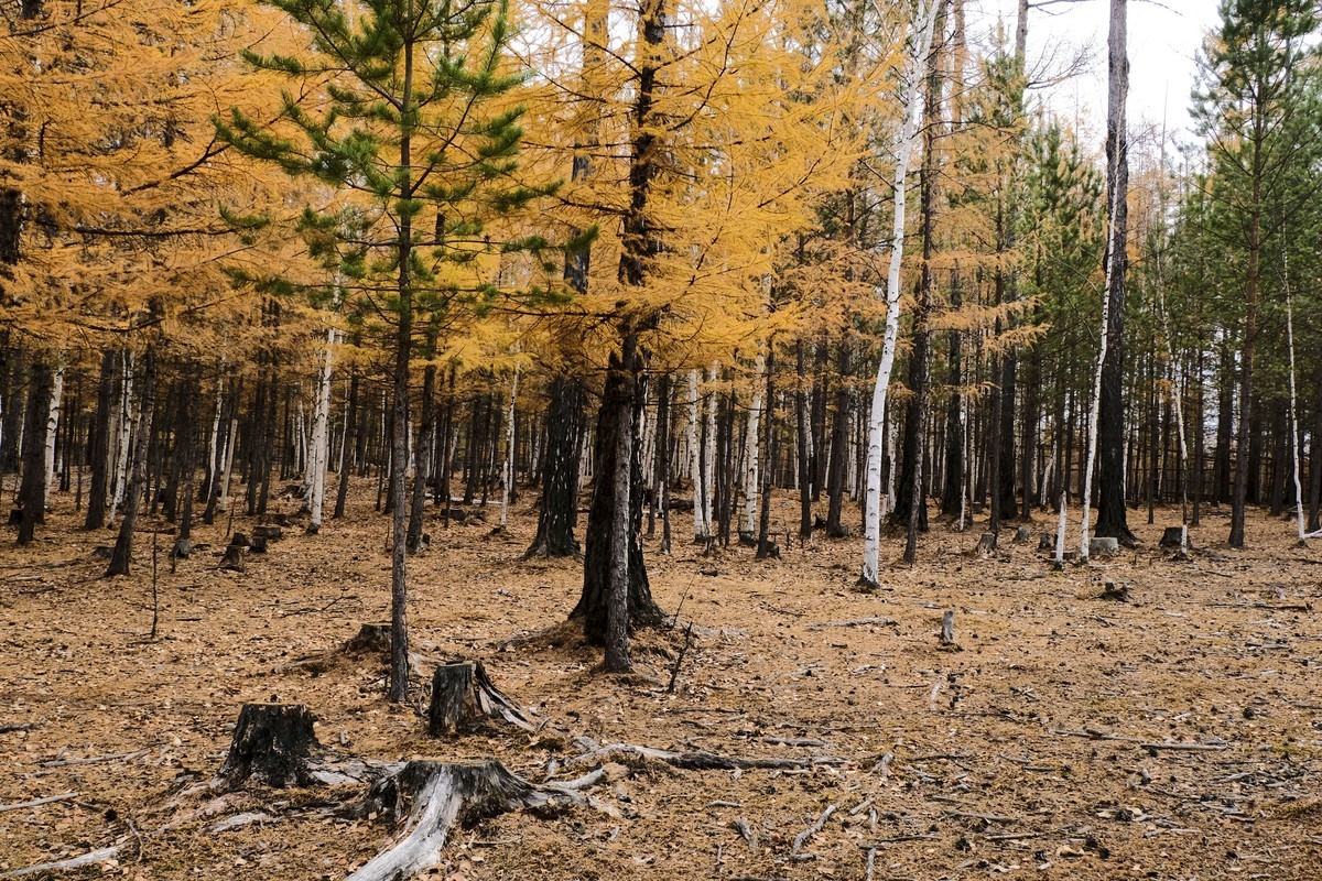 秋天的景色（二）