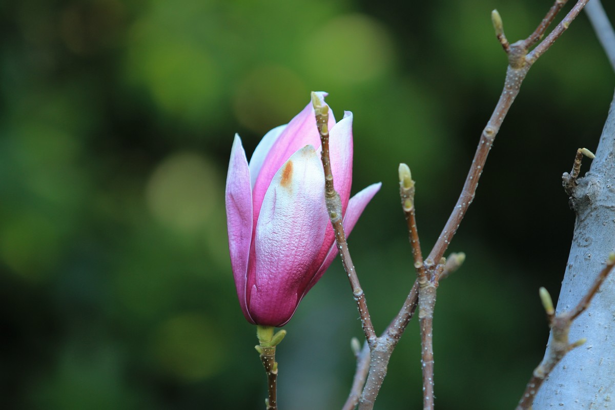 拍摄花卉一（458）