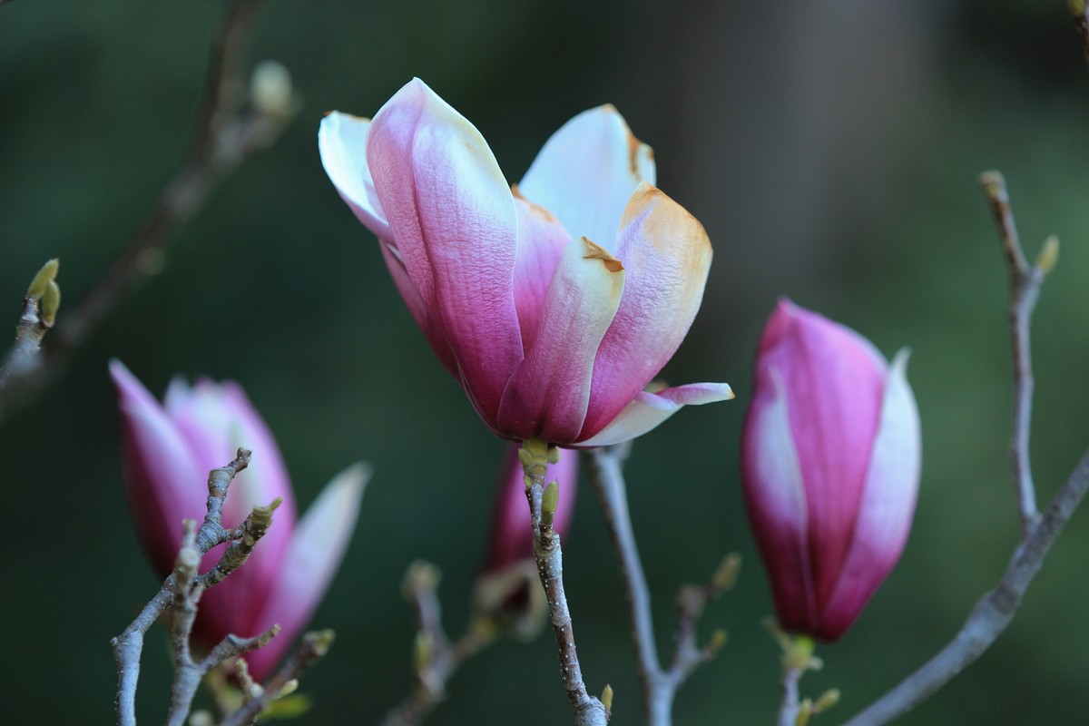 拍摄花卉一（458）