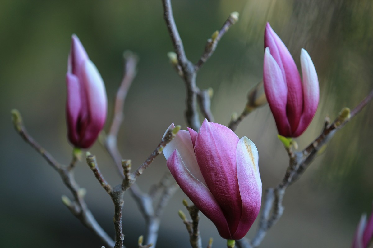 拍摄花卉一（458）