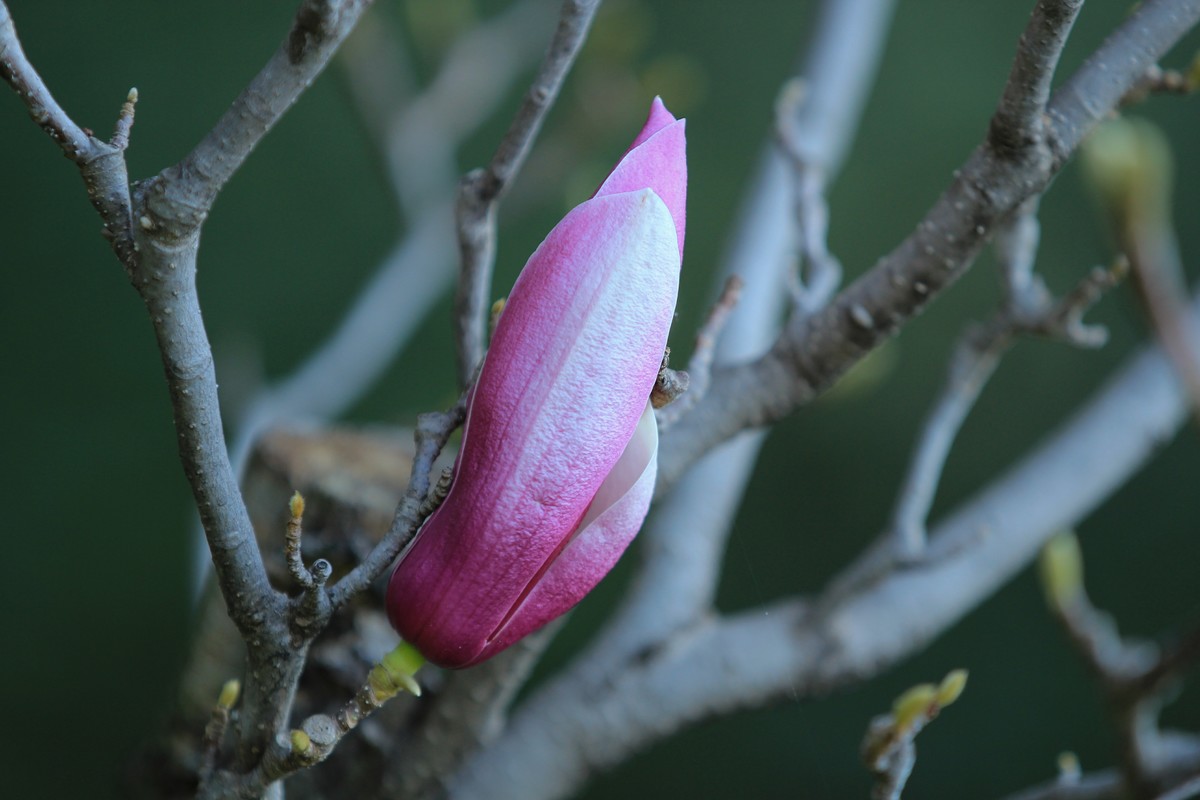 拍摄花卉一（458）