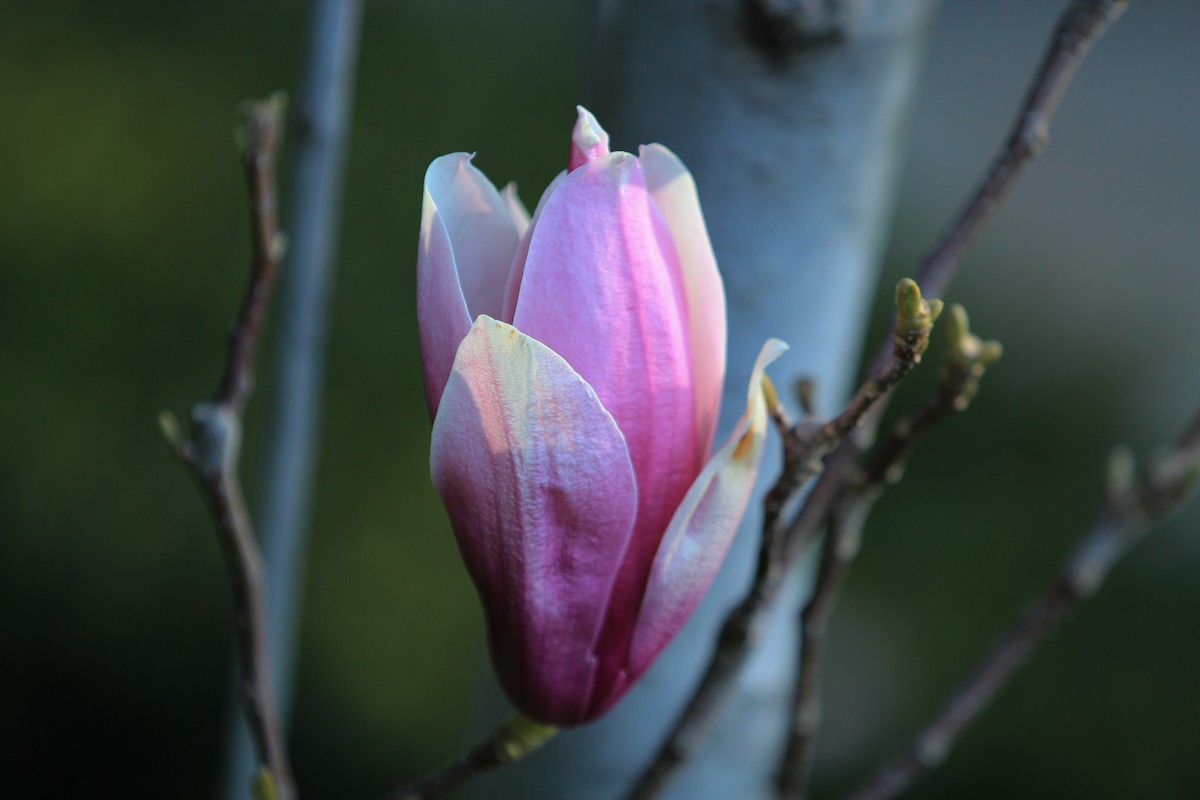 拍摄花卉一（458）