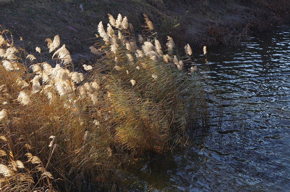 湖边冬日的芦苇