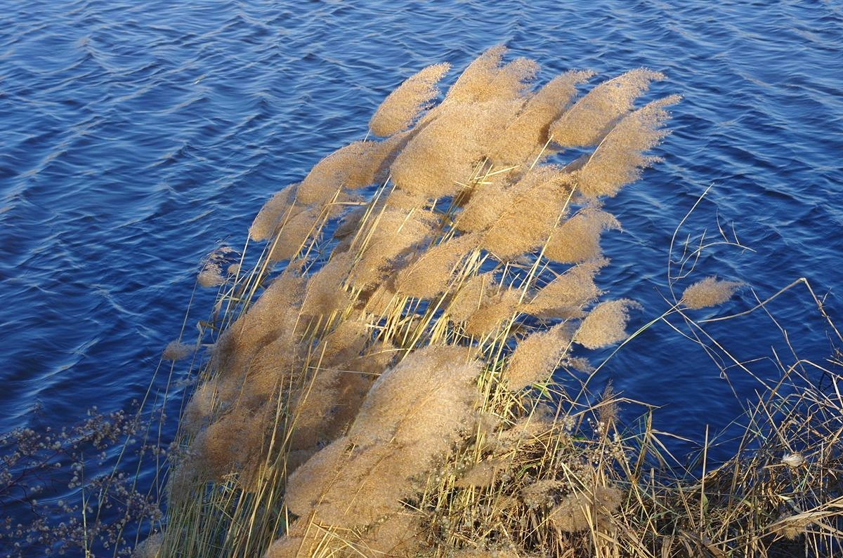 湖边冬日的芦苇