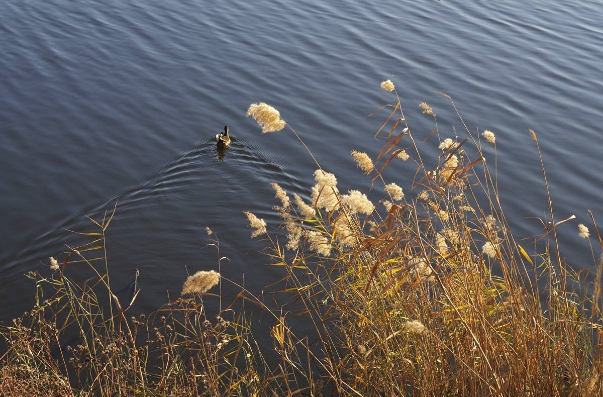 湖边冬日的芦苇