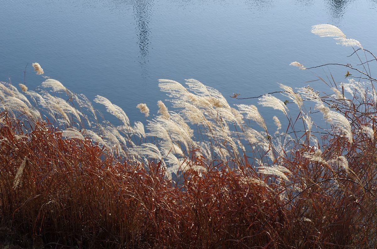 湖边冬日的芦苇