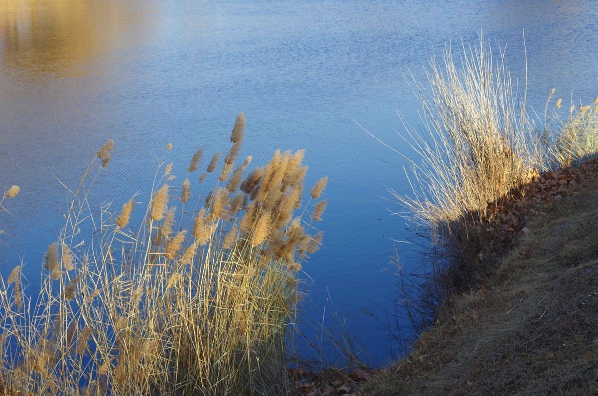 湖边冬日的芦苇