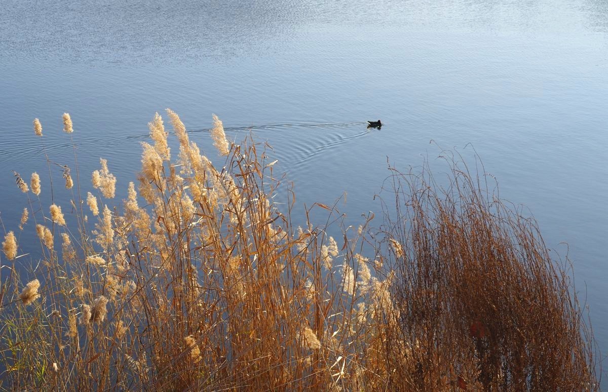 湖边冬日的芦苇
