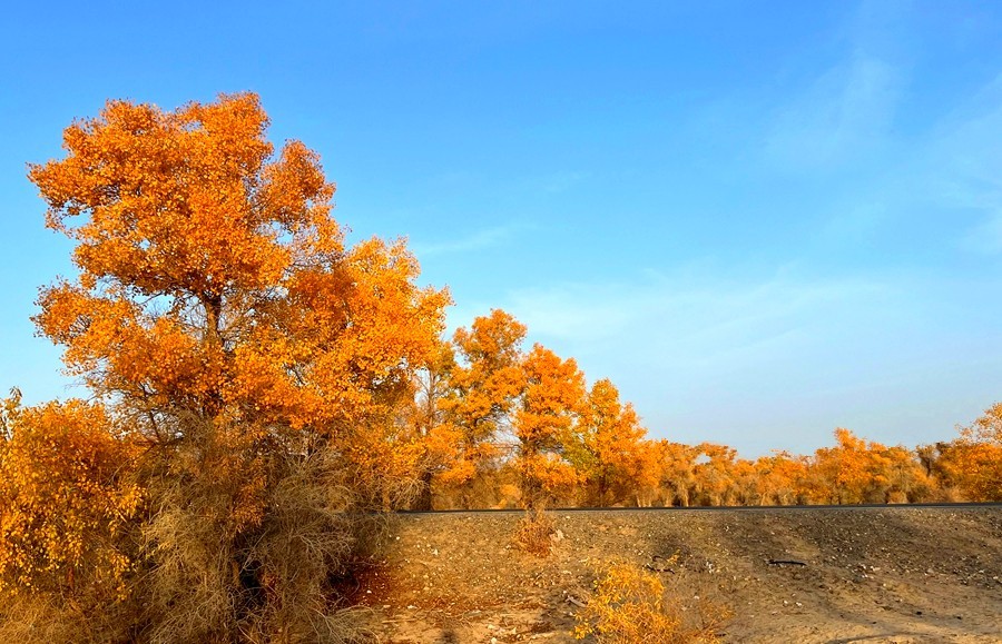 《不老松：纪实摄影》【山河锦绣】南疆游摄：塔里木胡杨林公园 ！ (6)