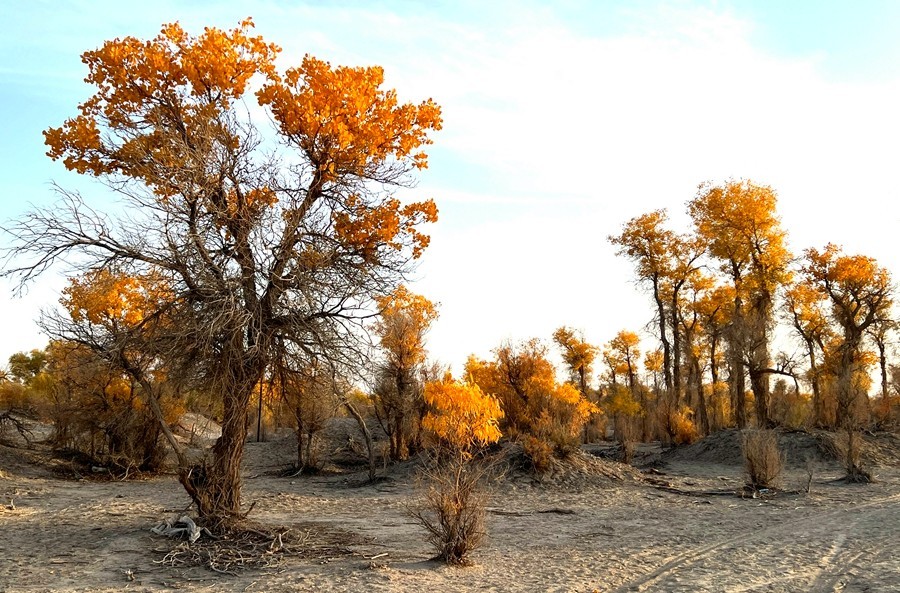 《不老松：纪实摄影》【山河锦绣】南疆游摄：塔里木胡杨林公园 ！ (6)