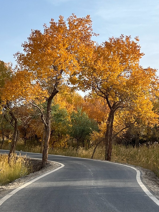 《不老松：纪实摄影》【山河锦绣】南疆游摄：塔里木胡杨林公园 ！ (6)