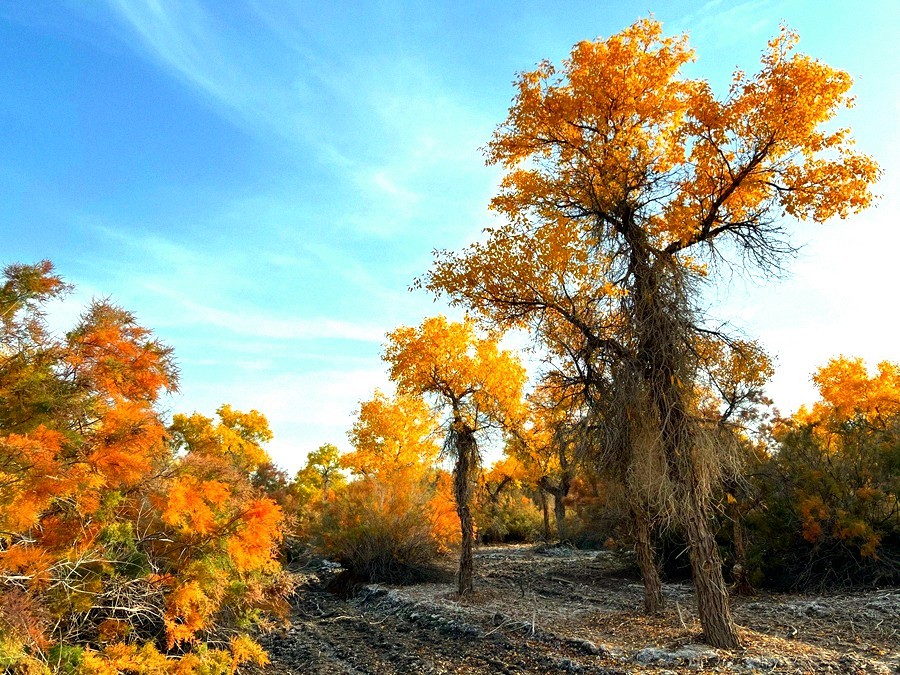 《不老松：纪实摄影》【山河锦绣】南疆游摄：塔里木胡杨林公园 ！ (6)