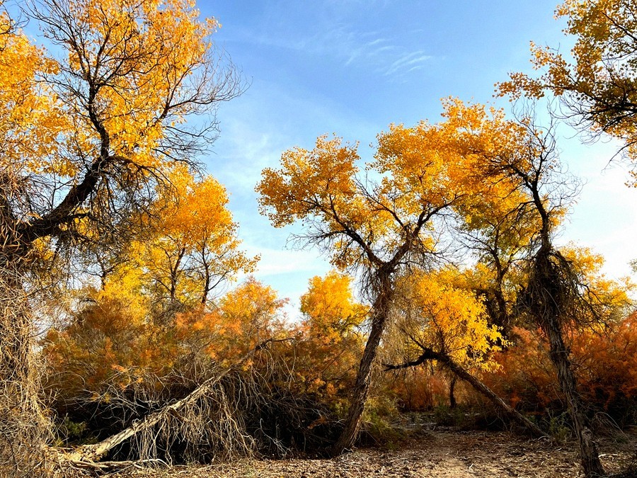 《不老松：纪实摄影》【山河锦绣】南疆游摄：塔里木胡杨林公园 ！ (4)