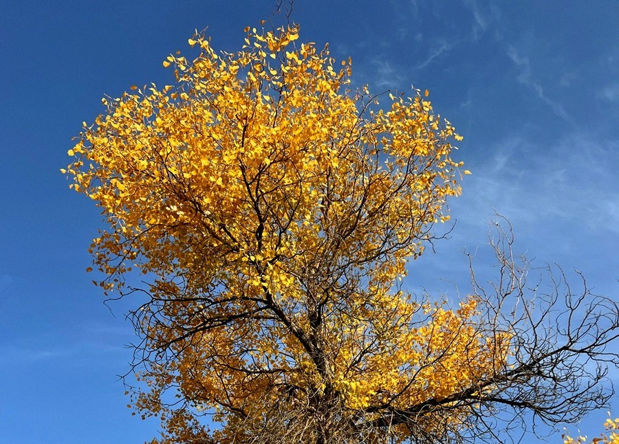 《不老松：纪实摄影》【山河锦绣】南疆游摄：塔里木胡杨林公园 ！ (4)