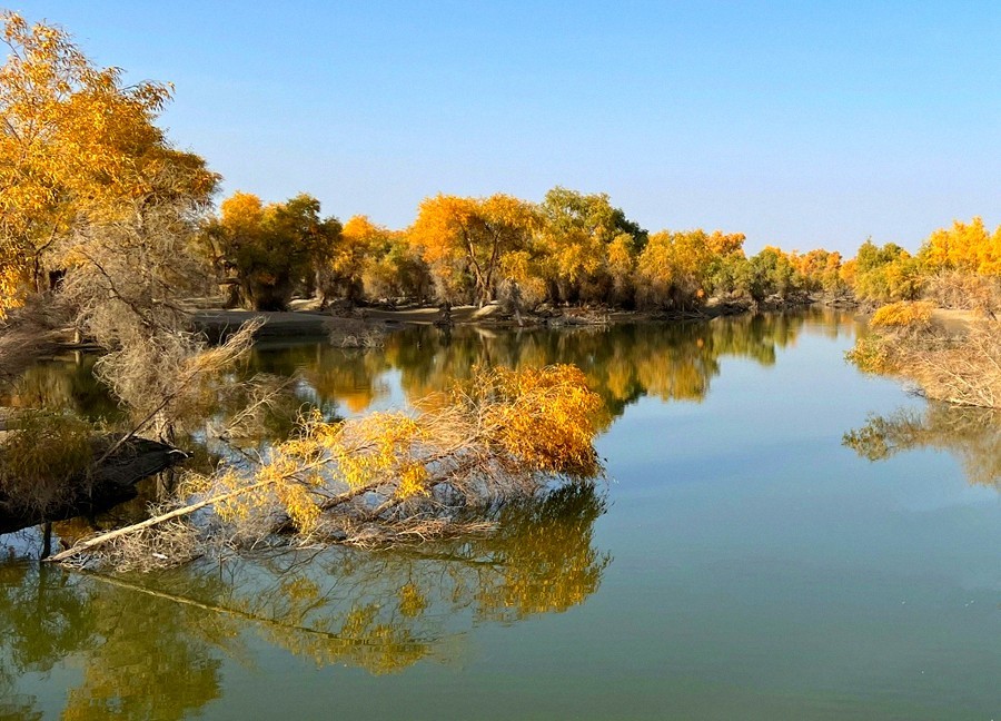 《不老松：纪实摄影》【山河锦绣】南疆游摄：塔里木胡杨林公园 ！ (4)