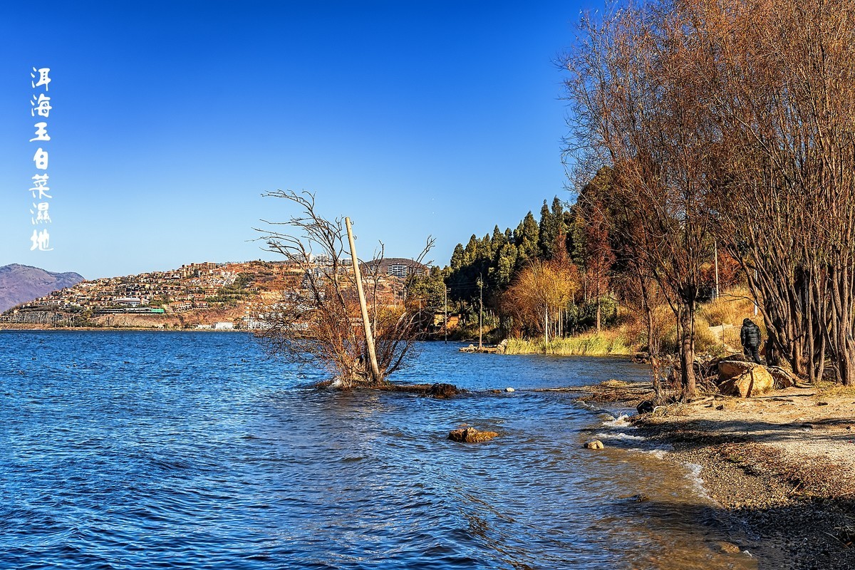 大理洱海 · 玉白菜湿地
