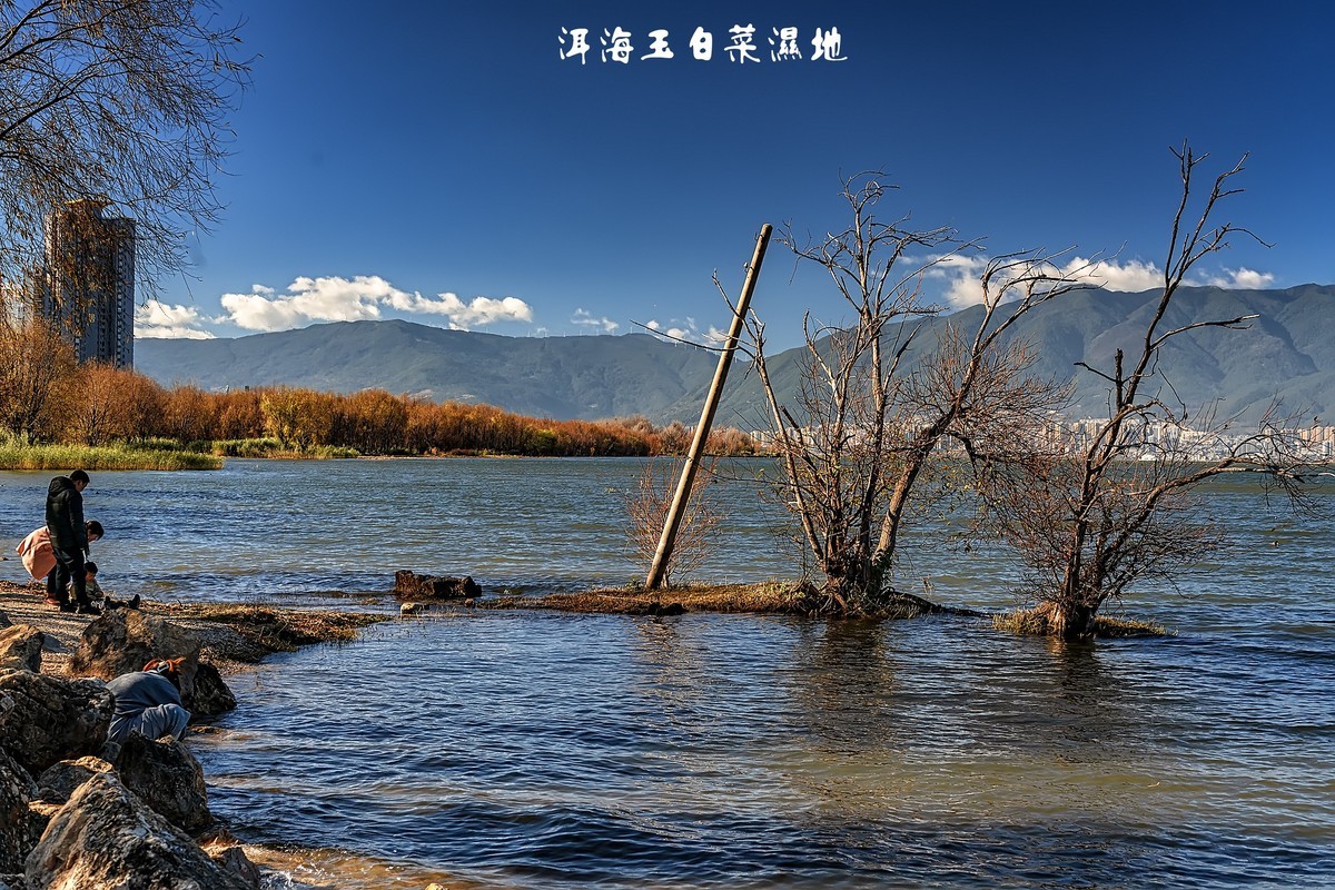 大理洱海 · 玉白菜湿地