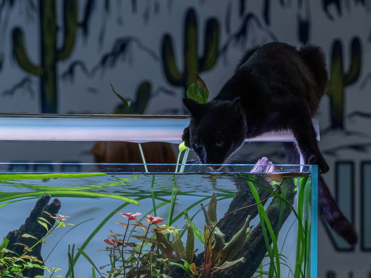 GFX50Sii+GF 45-100 F4.0 ( 试高感-防抖-手持拍摄 )