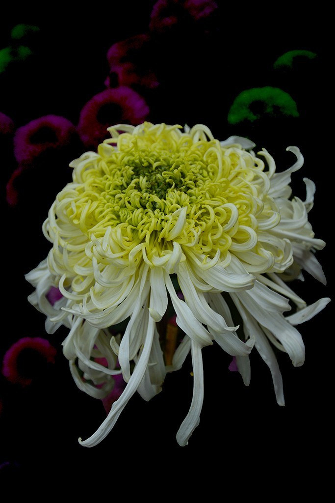 武汉市第三十九届金秋菊展