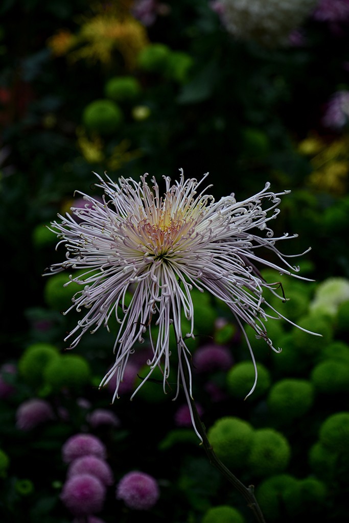 武汉市第三十九届金秋菊展